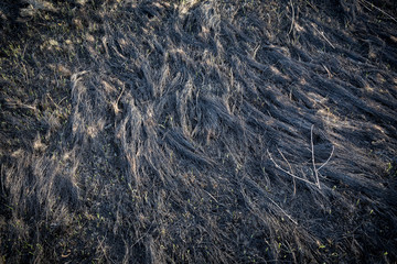 Fototapeta na wymiar Burnt withered grass on field