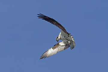 Osprey wings in forward flutter.