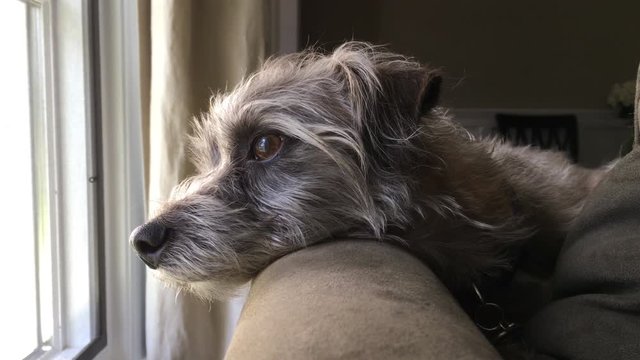Little terrier dog resting head on back of couch looking out of window with sad and lonely expression