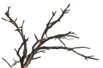 Close-dried dead branches.