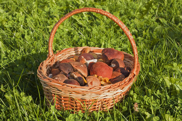 Mushrooms mixture - chanterelle, porcini, leccinum - in a wicker basket.