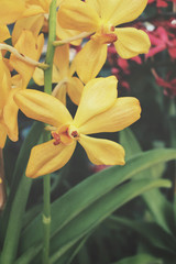 Vintage orchid flowers