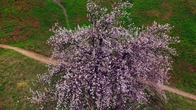 Aerial view of stand alone blumming cherry tree