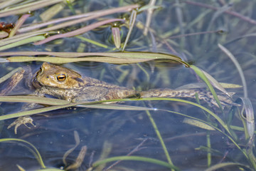 Toad floating on the watertop
