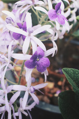 purple flowers