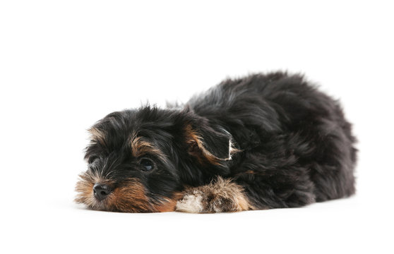 Yorkshire terrier puppy over white background 