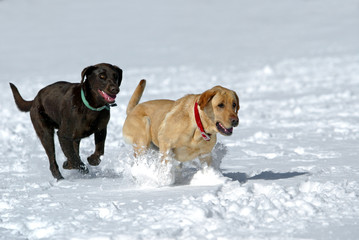 Yellow and Chocolate Labrador Retrievers running in snow.