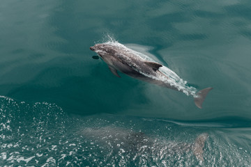 Naklejka premium Fast Dolphin in the Wildlife Sea