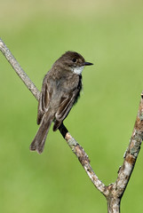 Eastern Phoebe (Sayornis phoebe) perched on a branch.
