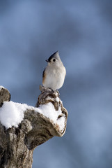 Tufted Titmouse (Parus bicolor) perched on a snowy branch.