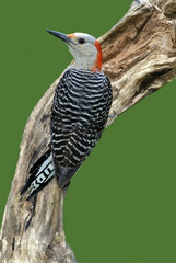 Female Red bellied Woodpecker, (Melanerpes carolinus) clinging to a stump.