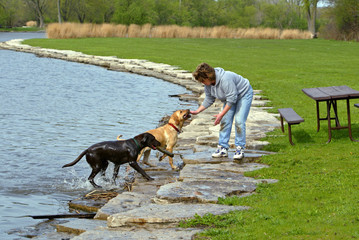Woman playing with a yellow and chocolate Labrador Retrievers on a sunny spring day