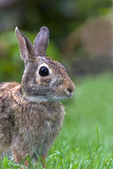 Eastern Cottontail (Sylvilagus floridanus) standing in a grassy meadow.