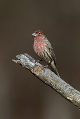 House Finch (Carpodacus mexicanus) perched on a tree limb.