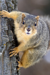 Naklejka na ściany i meble Eastern Gray Squirrel (Sciurus carolinensis) clinging to the side of a tree.