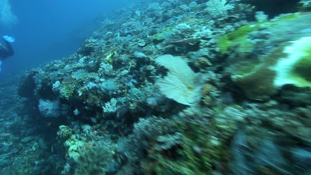 Fast drift dive over coral reef in Komodo National Park, Indonesia 