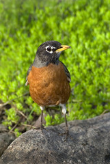 American Robin (Turdus migratorius).