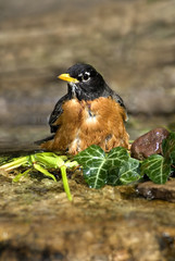 American Robin (Turdus migratorius) bathing