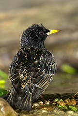 European Starling (Sturnus volgarus)