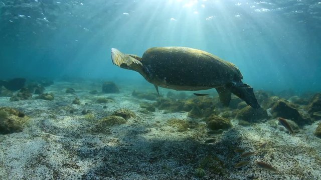 Green sea turtle underwater coming up for air in the Galapagos Islands 