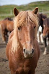 Fototapeta premium Islandpferd