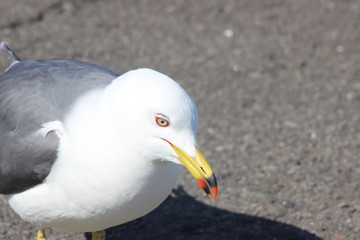 ウミネコ