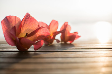 Flower on wood table in morning light