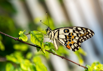 Colorful butterfly in garden