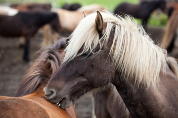 Obraz premium Islandpferd