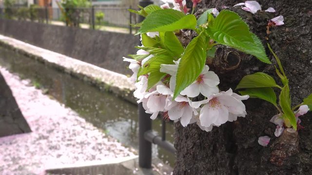 4K・桜アップと花びらが流れる小川_4-206
