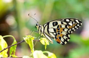 Colorful butterfly in garden