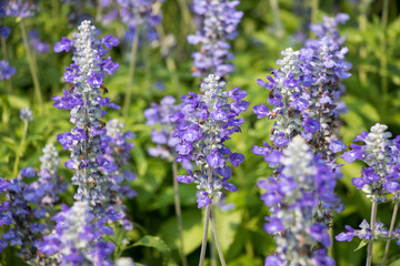 Purple flowers , purple salvia , salvia flowers in the garden. 