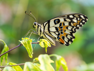 Colorful butterfly in garden