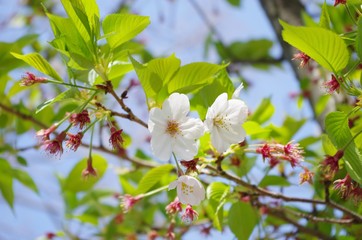 大阪　桜咲いた　やはり綺麗だねー１