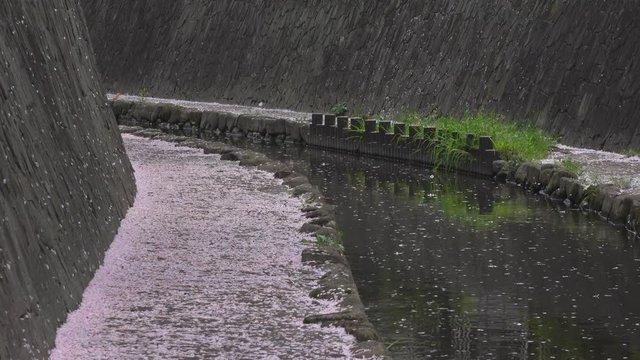 4K・桜の花びらが流れる小川_4-207