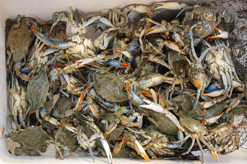 Blue Crab