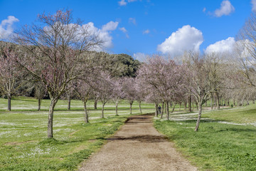 Villa Doria Pamphili