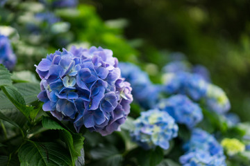 青紫の紫陽花