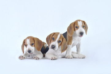 beagle dog family 