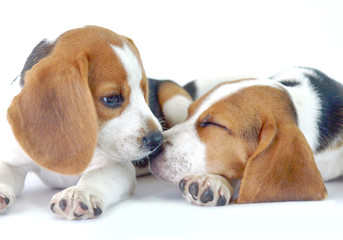 beagle dog family 