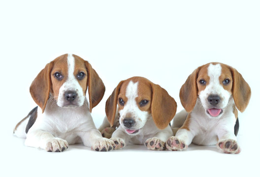 beagle dog family 