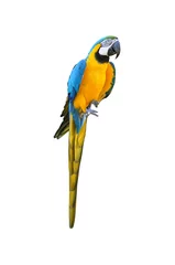 Foto op Canvas Kleurrijke papegaai © cnc-life