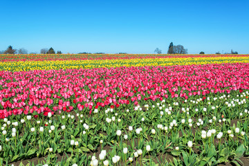 Bright Tulip Landscape