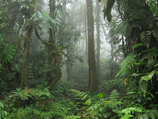 Fototapety  Tajemniczy mokry głęboki las owiany poranną mgłą zachowuje swoje tajemnice, dżungla, lasy deszczowe – Zdjęcie stockowe
