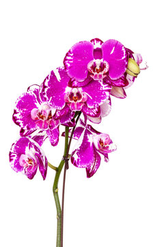 Blooming Pink Orchid Isolated on White Background