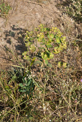 Euphorbia (.Euphorbia helioscopia L.) in a meadow