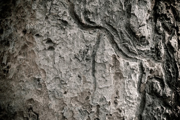 Tree bark texture black and white style.