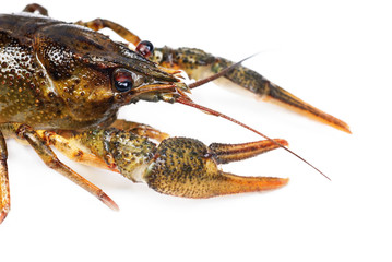 River crayfish isolated on white background