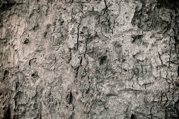 Tree bark texture black and white style.
