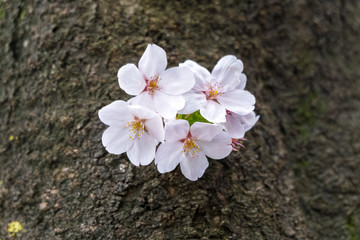 sakura cherry blossom  flower